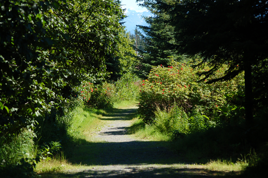 Brush and trees line the path to the Homer Public Library and along Hazel Avenue.-Photo by Michael Armstrong, Homer News