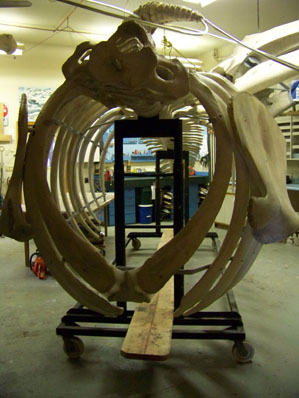 The skeleton of a 38-foot gray whale  will be on display soon;-Photo by McKibben Jackinsky, Homer News