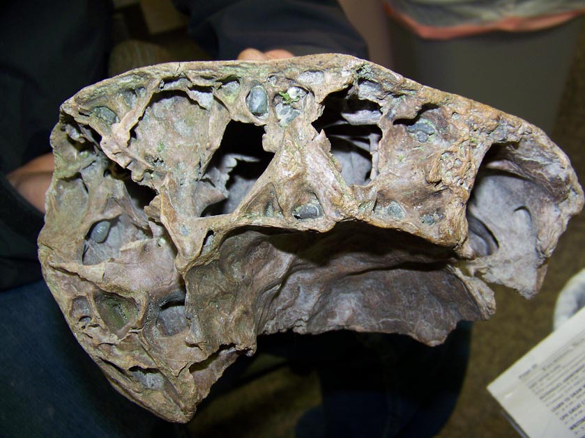 A.J. Weber shows the inside of a portion of steppe bison skull he found near Diamond Creek.-Photo by McKibben Jackinsky, Homer News