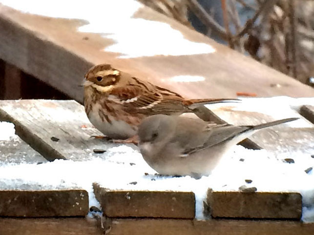 Neil Hayward took the photo of the rustic bunting, left, with a junco, while visiting in Homer.-Photo provided