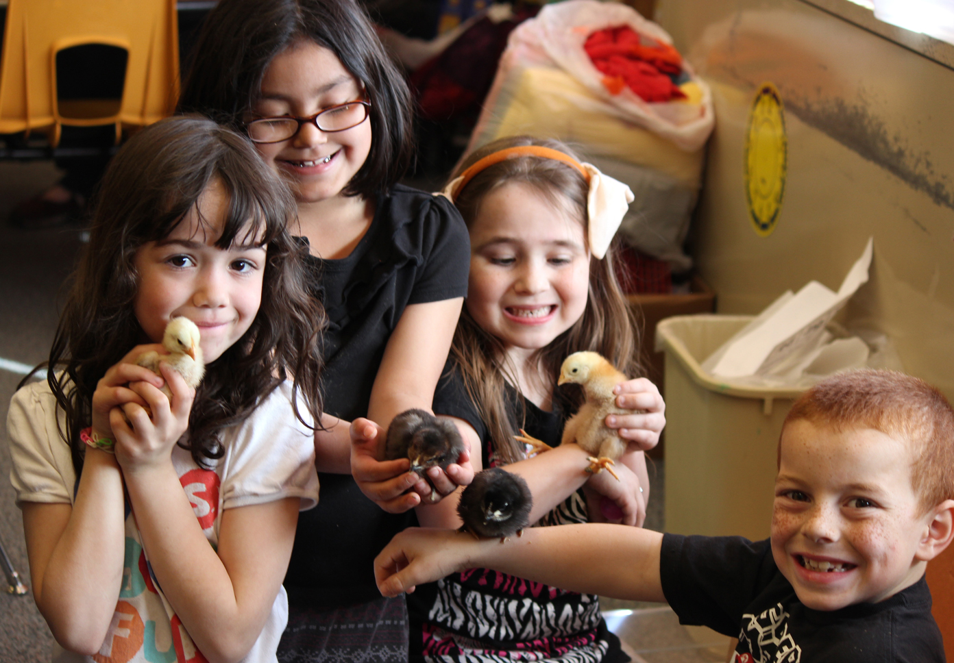 New life abounds in Dina Marion’s first-grade class at Paul Banks Elementary School with the hatching of these four chicks. After enjoying some special attention from Marion’s students, these 10-day-old chicks will make the transition from classroom to private homes. Sharing quality time before the chicks’ departure are, from left, Raquel Goldman holding Chloe, Diamond Ojebo with Lava Girl, Miriah Gassler holding Sherman and Joshua Rudolph with Shark Boy.-McKibben Jackinsky