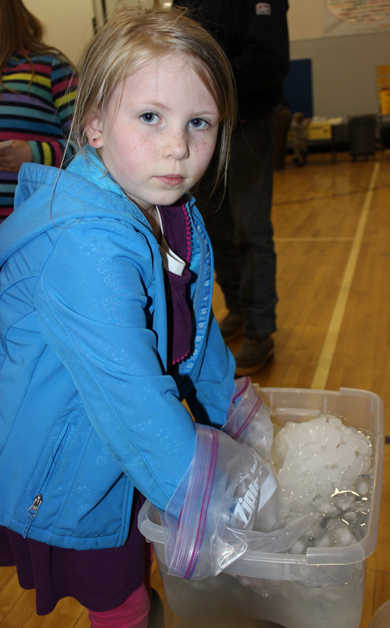 Kya Stokes, first grade, demonstrates the class project researching how it is polar bears manage to stay warm when swimming in icy water.-Photo by McKIbben Jackinsky, Homer News