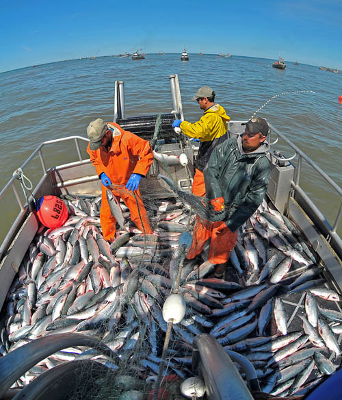 Chris Miller, left, Aaron Opp, and Jason Kolhase, right, work to remove sockeye salmon from their net on the fishing vessel Icy Bay in the Egegik district of the Bristol Bay sockeye salmon fishery in this Juneau Empire file photo. While harvest of pinks, chums and silvers boomed in 2013, the Bristol Bay sockeye return was less than its recent 10-year average with about 16 million harvested. The Nushagak River in the Bristol Bay watershed was the lone bright spot for king salmon in 2013 with some 113,000 fish entering the river and allowing liberal fishing for all users.-Morris New Service file photo