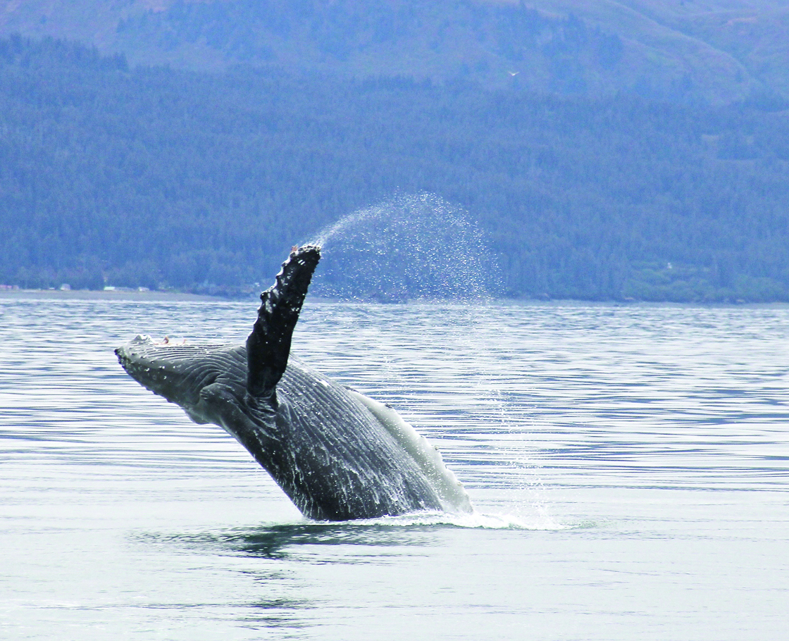 A humpback whale, seen from a boat last week, does a flip in Kachemak Bay.-Photo by Amelia Johnson