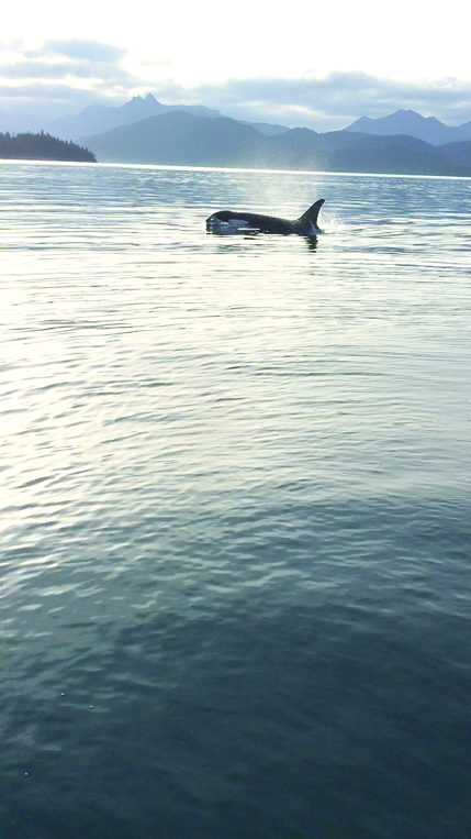 A killer whale surfaces, also seen from a boat last week. -Photo by Dave Olsen. Video also by Dave Olsen.