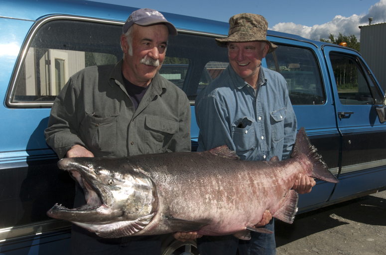 David McCoy, right, of Junction City, Ore., shows off the 86.5-pound king salmon he caught on the Kenai River in Soldotna on July 26, 2006, with guide Danny Paulk, left, after the fish was weighed at the Alaska Department of Fish and Game. Trophy catches are increasingly rare on the Kenai, and none have been recorded by ADFG in the last four years.-Peninsula Clarion file photo
