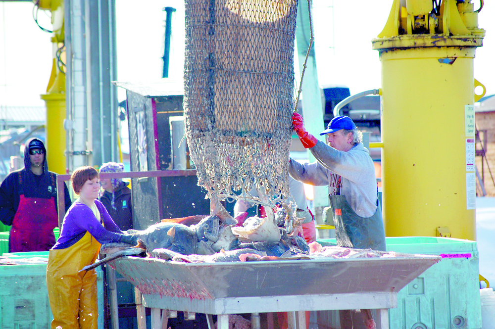 Mandy Atkins, left, and Bruce Anderson, right, help unload some of the first halibut of the 2012 season to land on the Homer docks. The F/V Sea Barb of Homer delivered the halibut to Snug Harbor Seafoods. For 2016, halibut quotas are going up in most fishing areas.-Homer News file photo