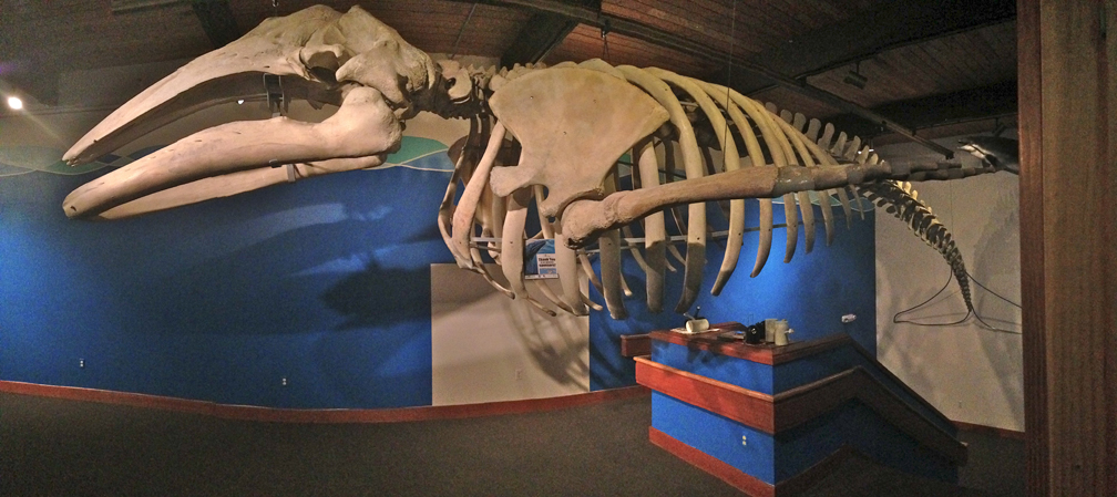 A 38-foot gray whale skeleton is the highlight of a new exhibit at the Pratt.-Photo provided