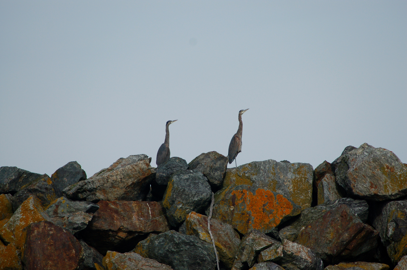 Two blue herons are seen at the Homer Harbor. Blue herons are the largest of the North American herons. They can be found throughout North America and Central America shorelines and wetlands. -Photo by Michael Armstrong, Homer News