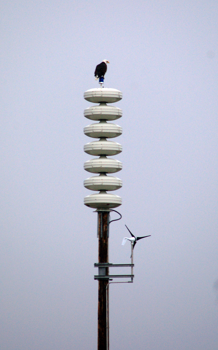 A bald eagle sits on top of a tsunami warning tower on the Homer Spit last Friday. At about 9:50 a.m. On the March 27 anniversary of the 1964 Great Alaska Earthquake, state and federal agencies held a test of the statewide tsunami warning system.-Photo by Michael Armstrong, Homer News