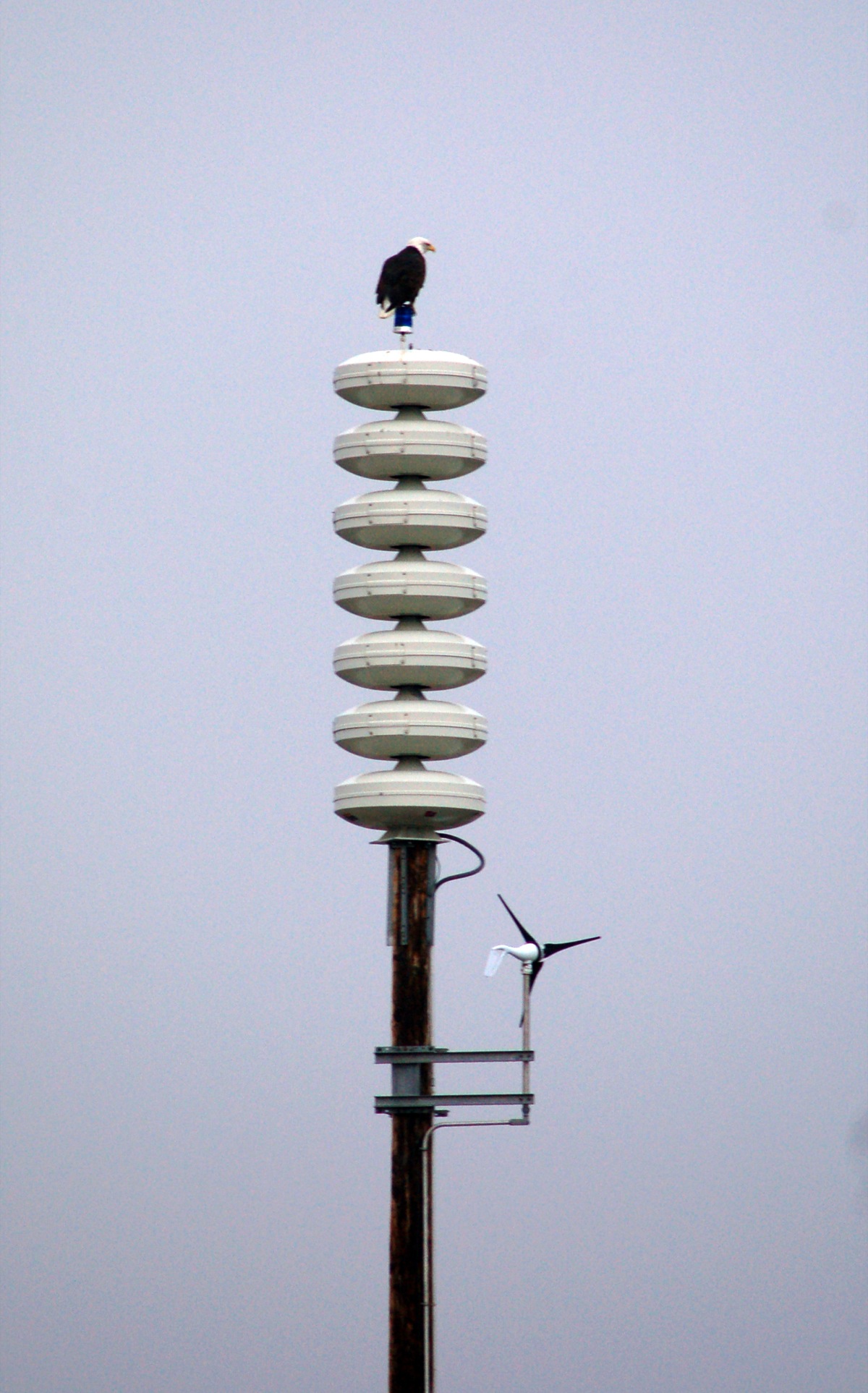 A bald eagle sits on top of a tsunami warning tower on the Homer Spit. -Photo by Michael Armstrong, Homer News