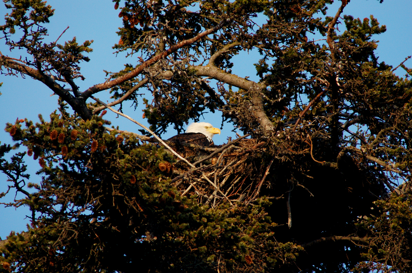 A bald eagle sits in a nest by the motorhome dump station across from the Homer Post Office last Thursday. A pair of eagles built the nest in 2012, and might be the same pair that had a nest in a tree by the Lake Street stoplight before a storm blew the tree down.-Photo by Michael Armstrong, Homer News
