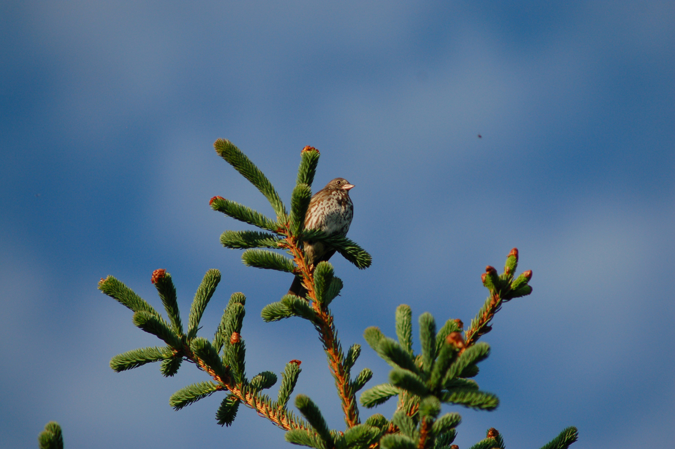 A fox sparrow perches on top of a spruce tree near a meadow on Diamond Ridge.-Photo by Michael Armstrong, Homer News