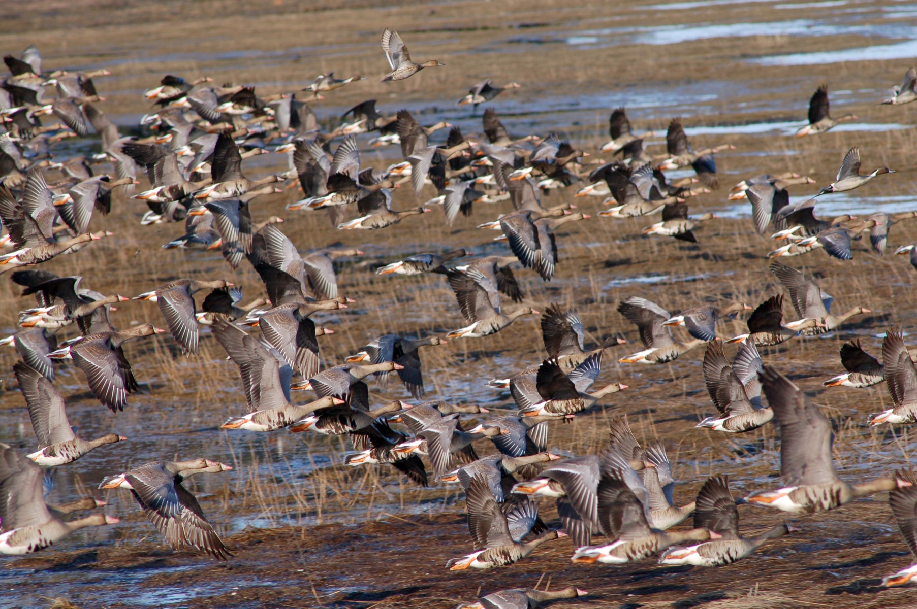 A flock of greater white fronted geese fly over Beluga Slough Monday morning.-photo by Michael Armstrong, Homer News