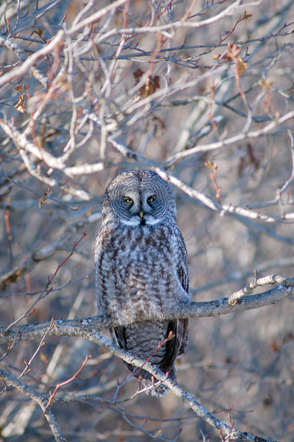 A great gray owl perches in an alder bush off West Hill Road in Homer last year.-Photo by Michael Armstrong,  Homer News