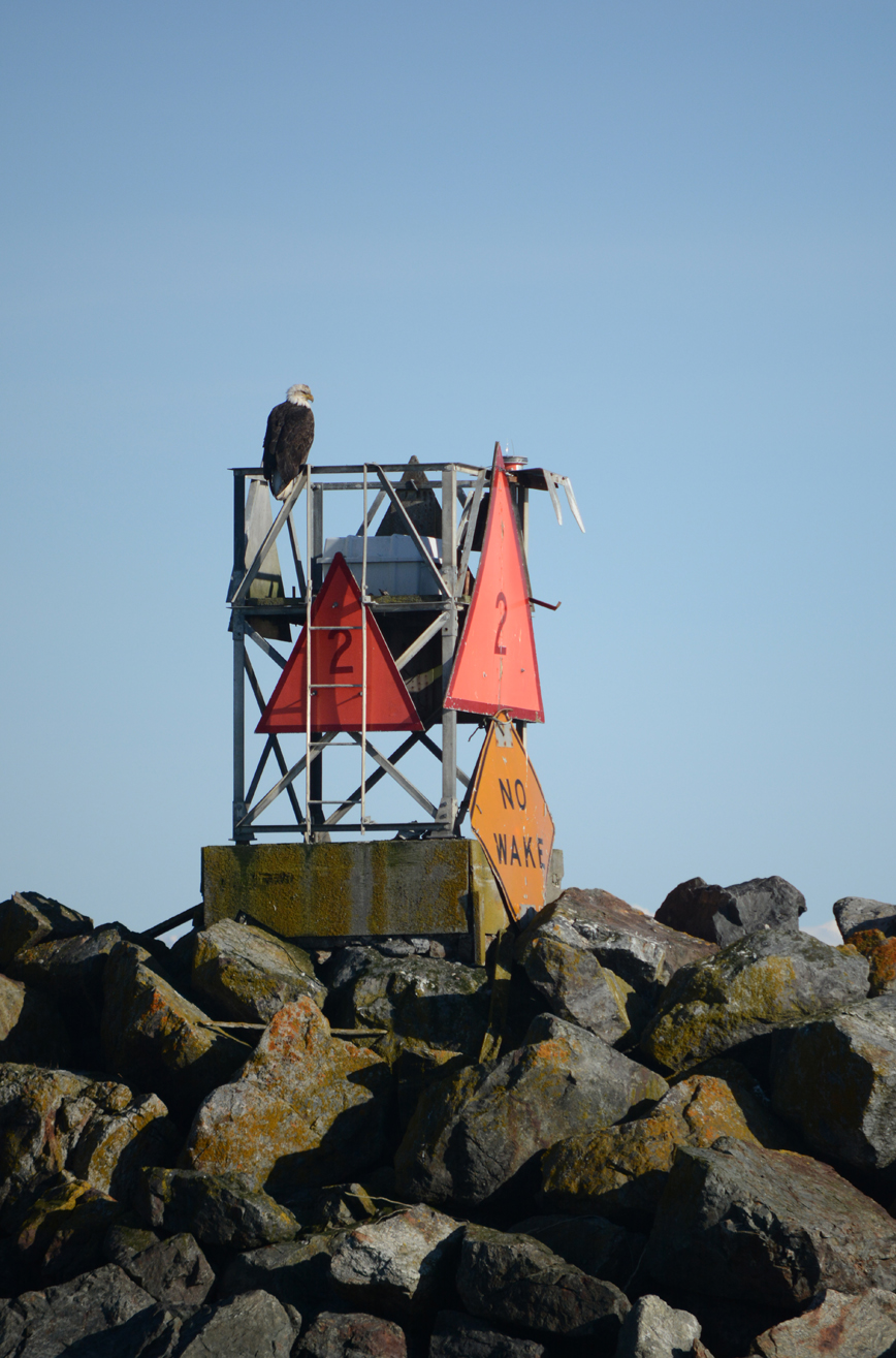 A bald eagle keeps watch at the mouth of the Homer Harbor last Friday. -Photo by Michael Armstrong, Homer News