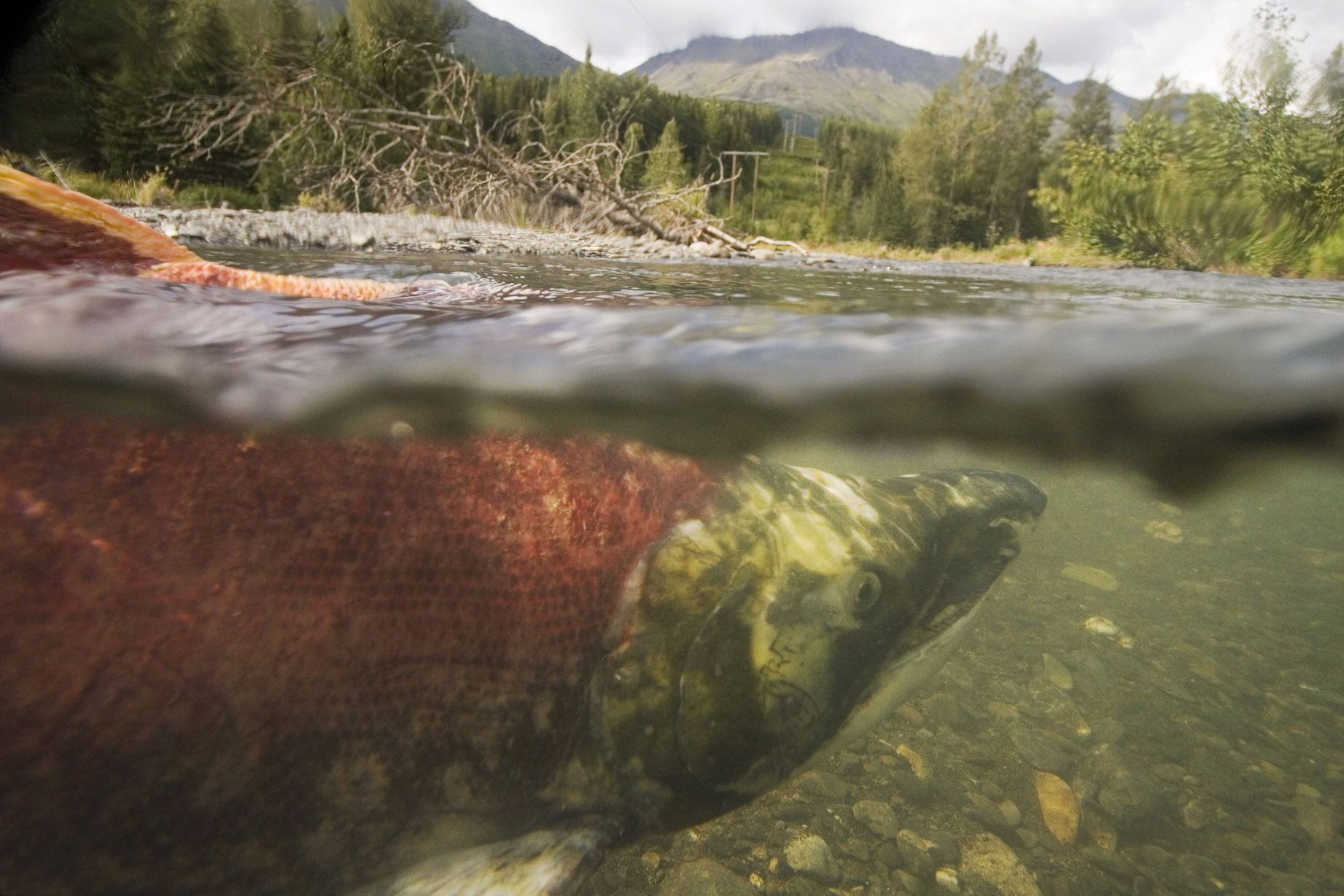 A spawned out sockeye salmon floats in Quartz Creek, an upper tributary to the Kenai River. Making sure the right amount of salmon reach the spawning grounds — known as an escapement goal — is the primary objective for Alaska Department of Fish and Game managers in the summer. That objective is a difficult one to achieve when sockeye are abundant and king salmon are not, as has been the case in the last several years. The way ADFG sets, and achieves, escapement goals is a matter of much debate because of the impacts on sport and commercial users as well as the impact missed goals can have on future returns.