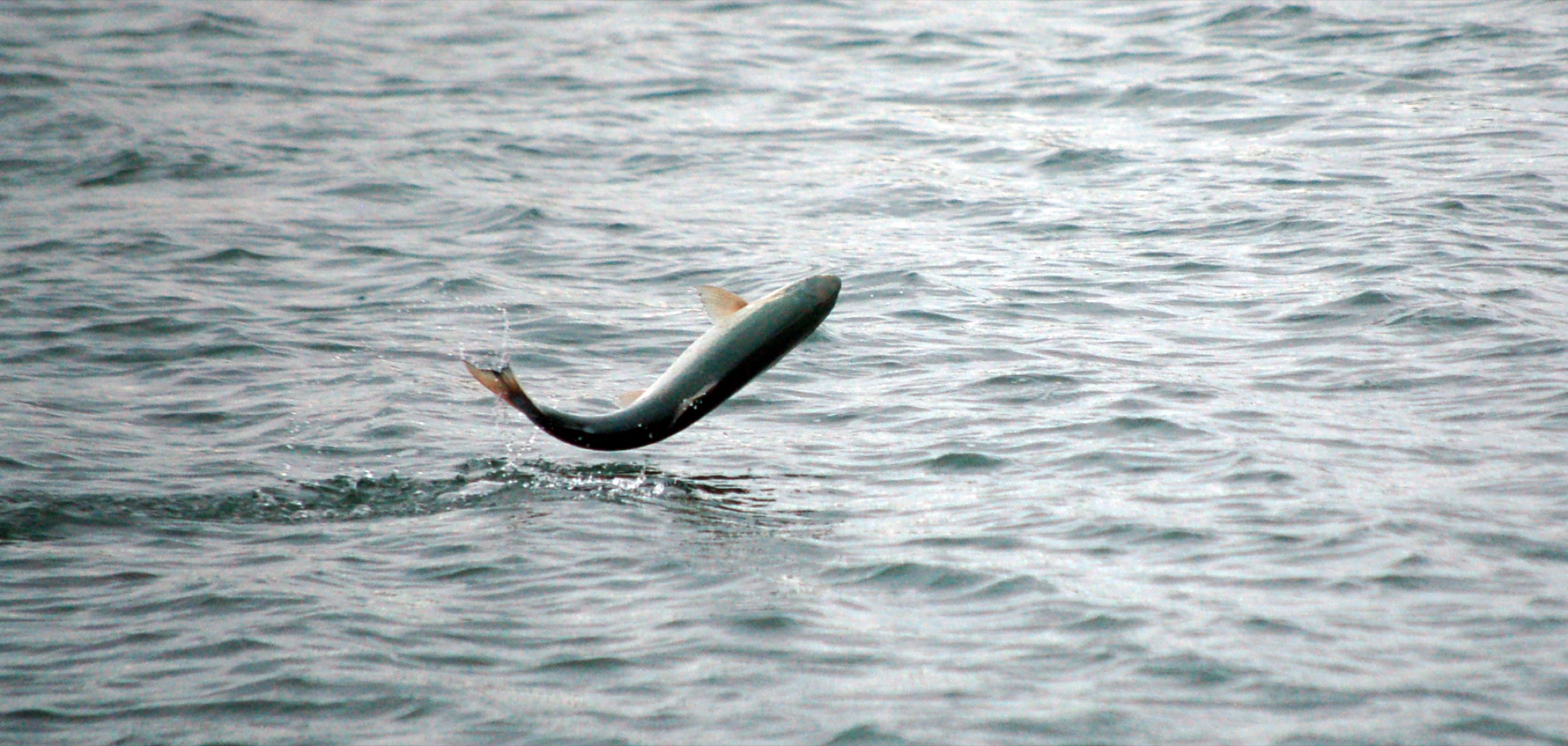 A silver salmon jumps Thursday afternoon at the Nick Dudiak Fishing Lagoon on the Homer Spit.-Photo by Michael Armstrong, Homer News