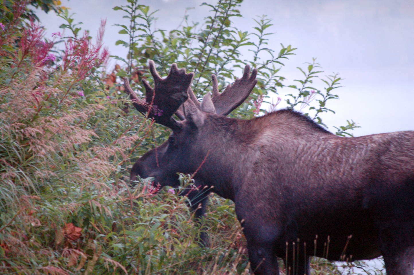 A bull moose feeds by Beluga Lake early on the morning of Aug. 27. Hunting season started Aug. 20. Since hunting is prohibited in Homer city limits, the moose is safe.-Photo by Michael Armstrong, Homer News