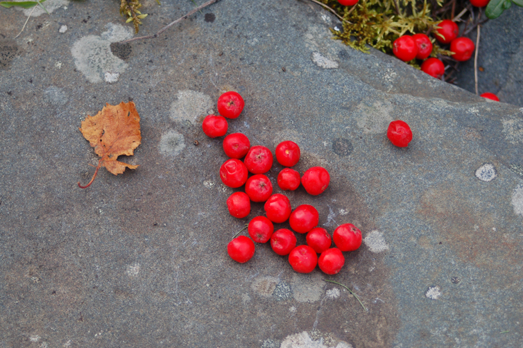 A leaf and berries lie on a boulder in the Pratt Museum’s botanical garden last Friday — one of the best places in town to do some fall “leaf peeping,” as they call it in New England.-Photo by Michael Armstrong, Homer News