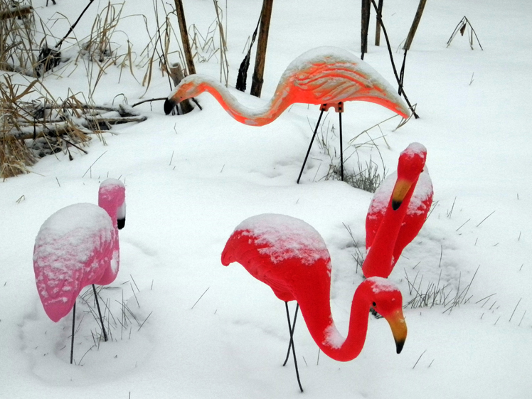 New snow dusts pink flamingo lawn oranments on Diamond Ridge after a snowfall last Friday.-Photo by Michael Armstrong, Homer News