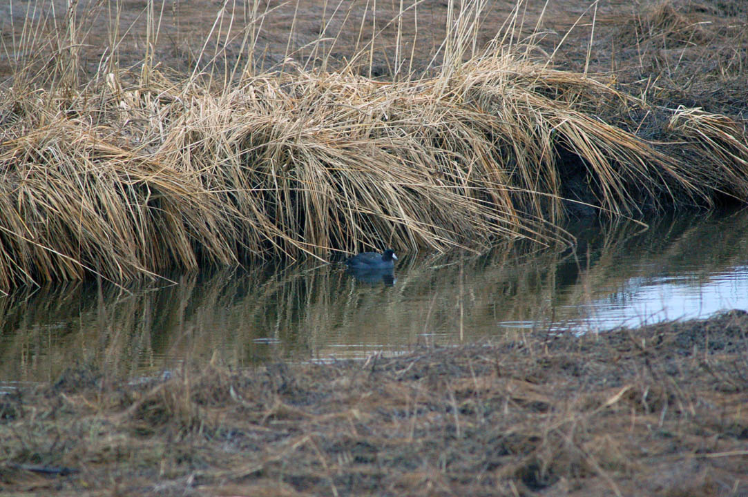 An American coot hides in grass at Beluga Slough last Saturday afternoon. Common in the Lower 48, coots are rare in Alaska. Local birders reported seeing the coot last Friday, too. It was feeding near where Beluga Lake empties into the slough.-Photo by Michael Armstrong, Homer News