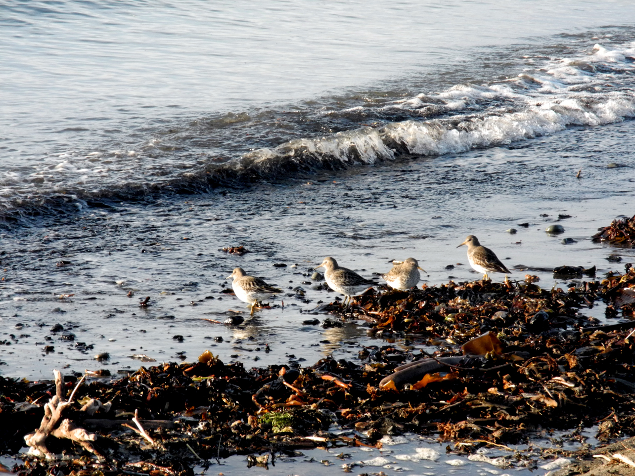 A group of rock sandpipers feed on the low tide last week at the Homer Spit.-Photo by Michael Armstrong, Homer News