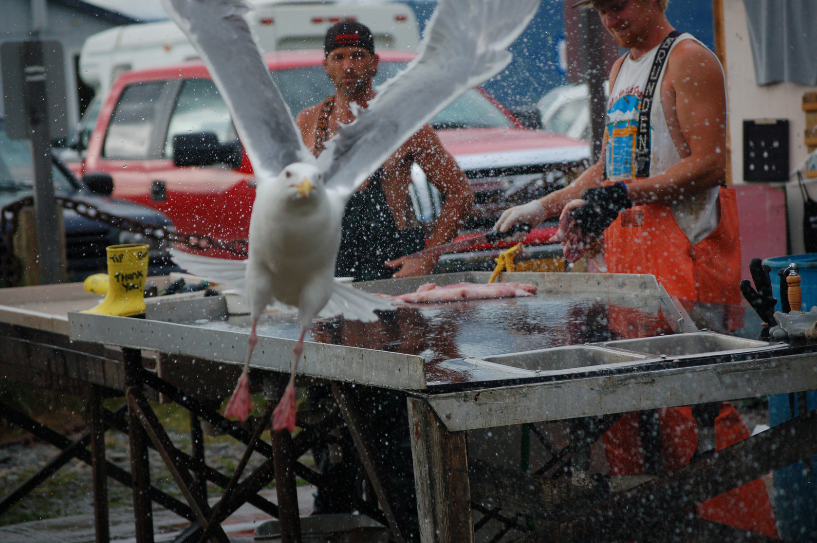 A gull intrudes at the Buttwhacker cleaning table.-Photo by Michael Armstrong, Homer News