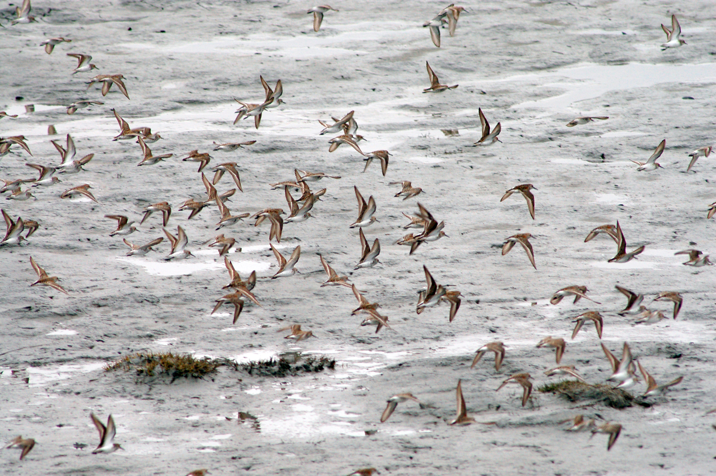 Dunlins and western sandpipers fly over Mud Bay last Saturday.-Photos by Michael Armstrong, Homer News