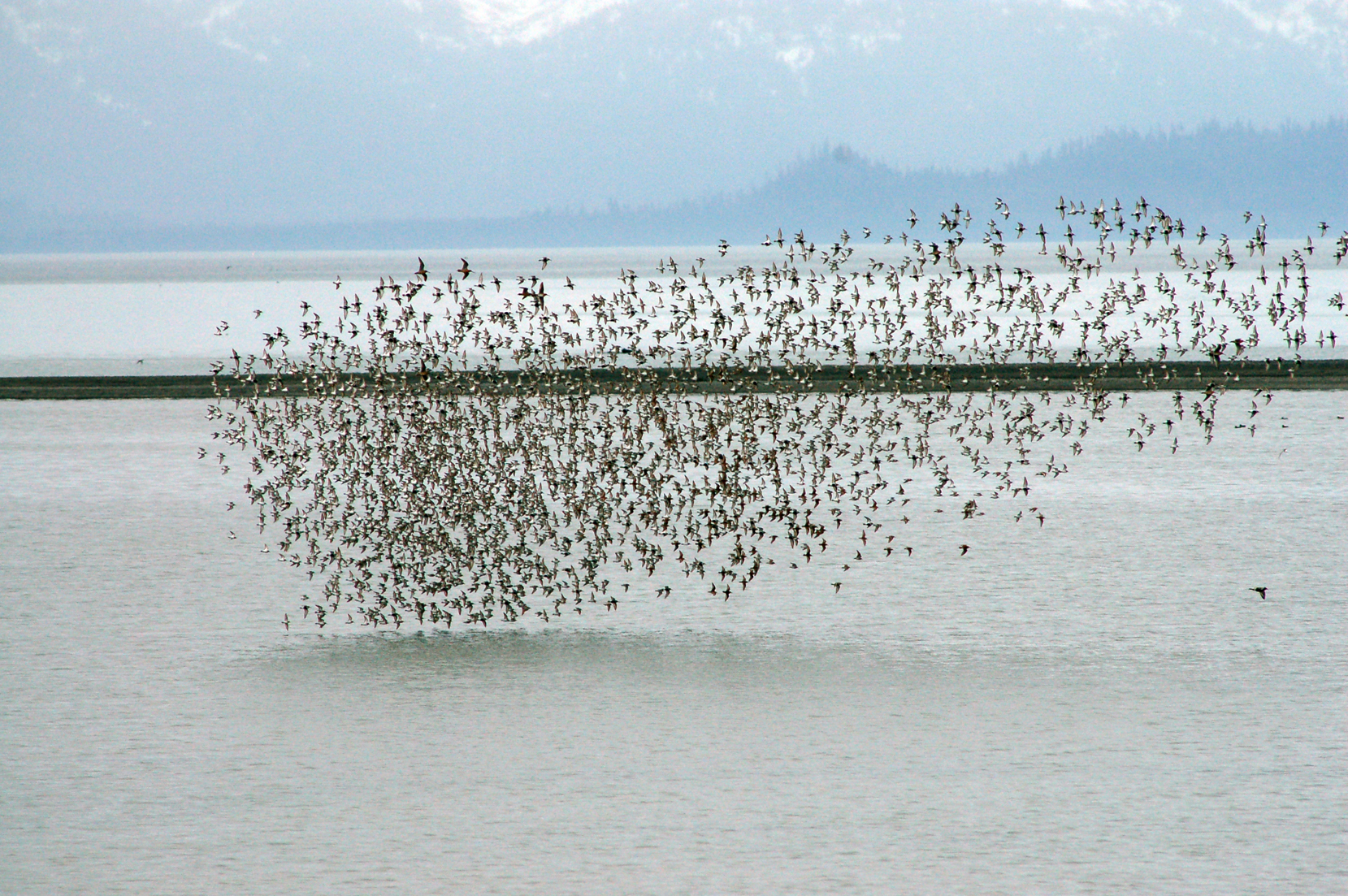 A flock of western sandpipers and dunlins flies over Mud Bay last Saturday.-Photo by Michael Armstrong, Homer News