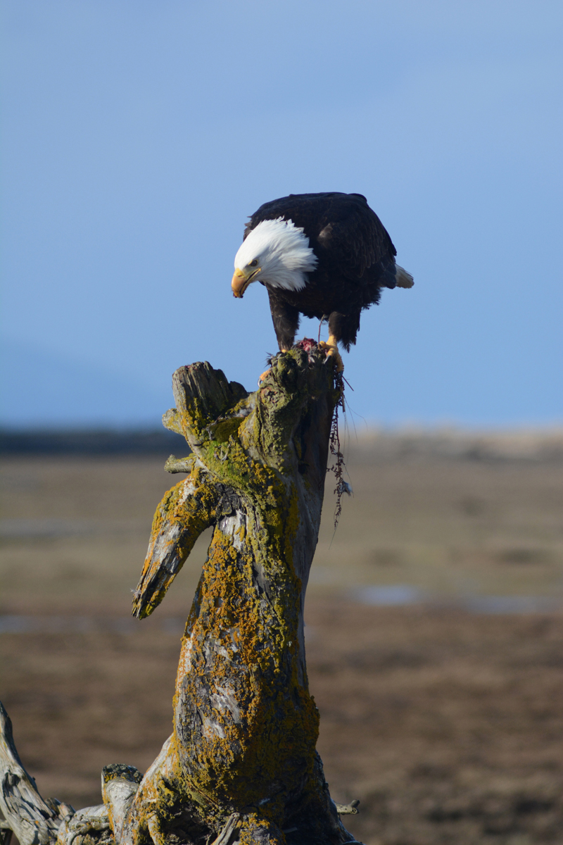 A bald eagle feeds on a small mammal while sitting on a driftwood tree in Beluga Slough last Thursday. Another eagle watched from the nest across from the Lake Street stoplight.-Photo by Michael Armstrong, Homer News