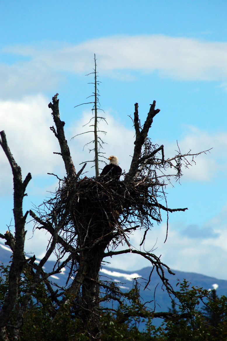 A bald eagle sits in a nest near Beluga Slough and the Lake Street stoplight. A pair of bald eagles has nested in the area for several years, first at a tree closer to the light and then in a tree by the motorhome dump station. This tree is a new nest.-Photo by Michael Armstrong, Homer News