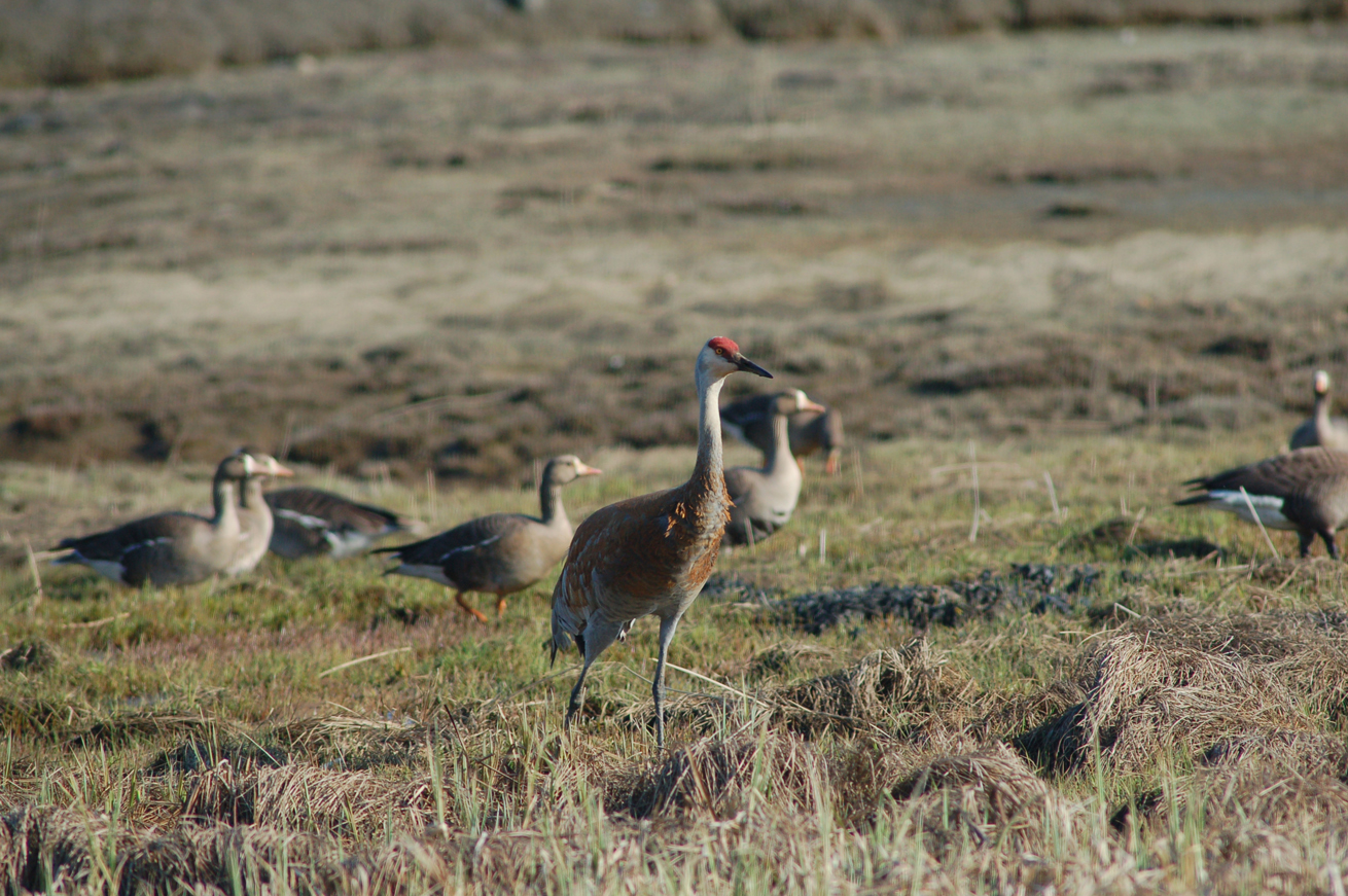 A sandhill crane feeds in Beluga Slough last week with a flock of greater-white fronted and cackling Canada geese, evidence that not just shorebirds are migrating through or nesting in Homer.  -Michael Armstrong, Homer News