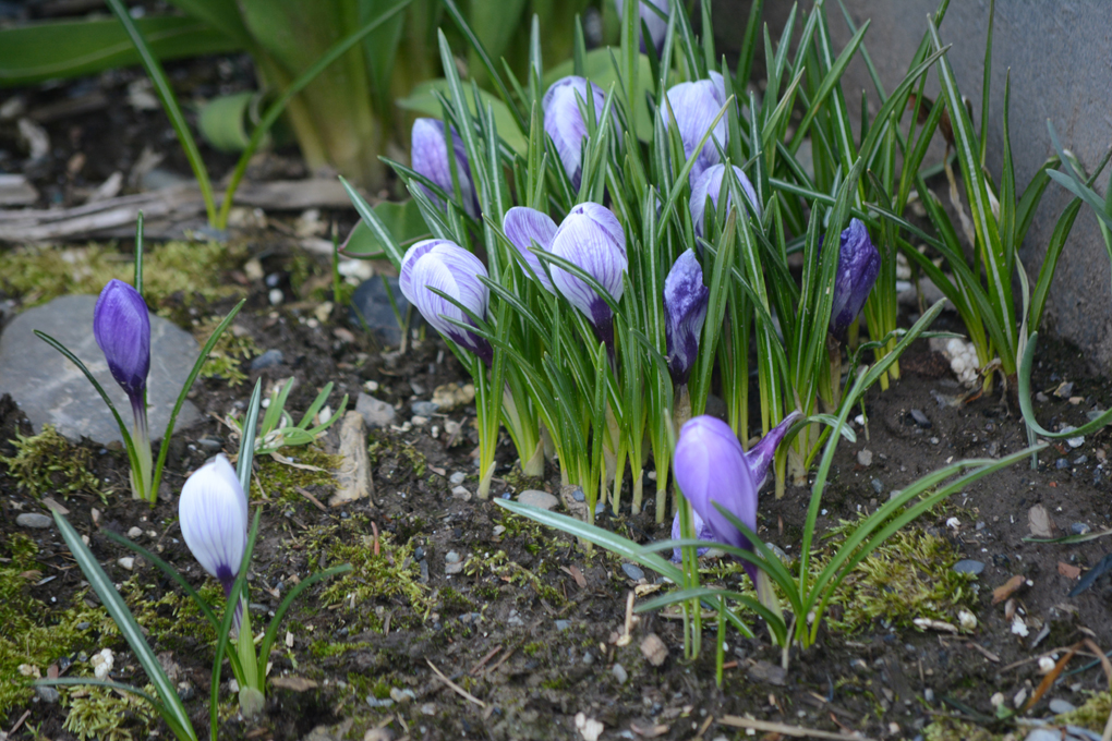 Crocuses have started to bloom around town, as seen in these flowers at the Homer Electric Association boxes.-Photo by Michael Armstrong, Homer News