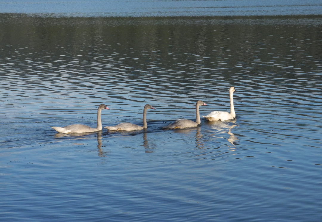 An adult swan leads three young swans, or cygnets, across Beluga Lake last week. Another adult swan was nearby.-Photo by Michael Armstrong, Homer News