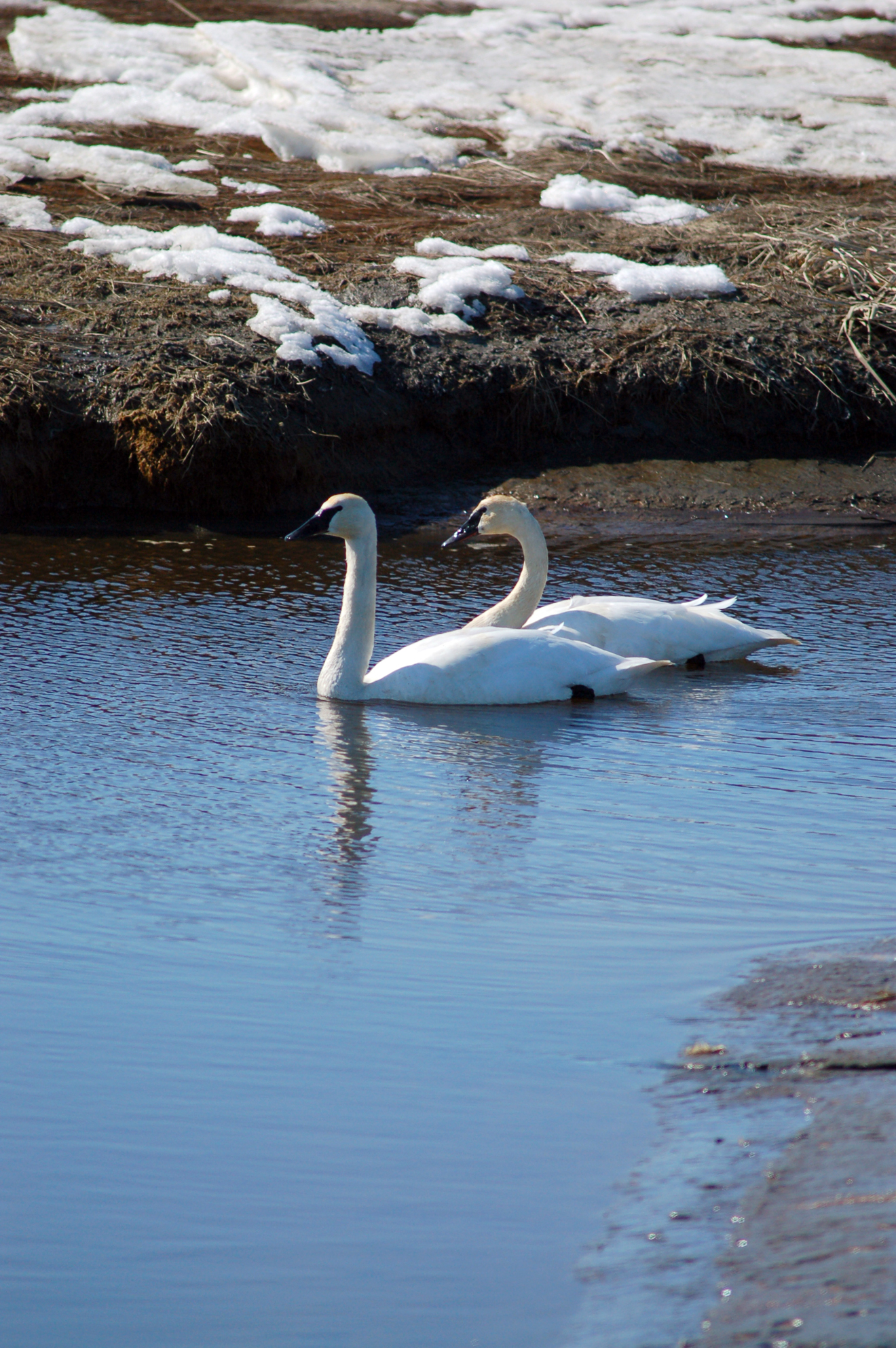 A pair of trumpeter swans swims in open water in Beluga Slough on Monday. Swans are among the first migratory birds to return to Homer each spring, with a pair reported seen the first week of April. Sandhill cranes should be returning this weekend or next week. Trumpeter