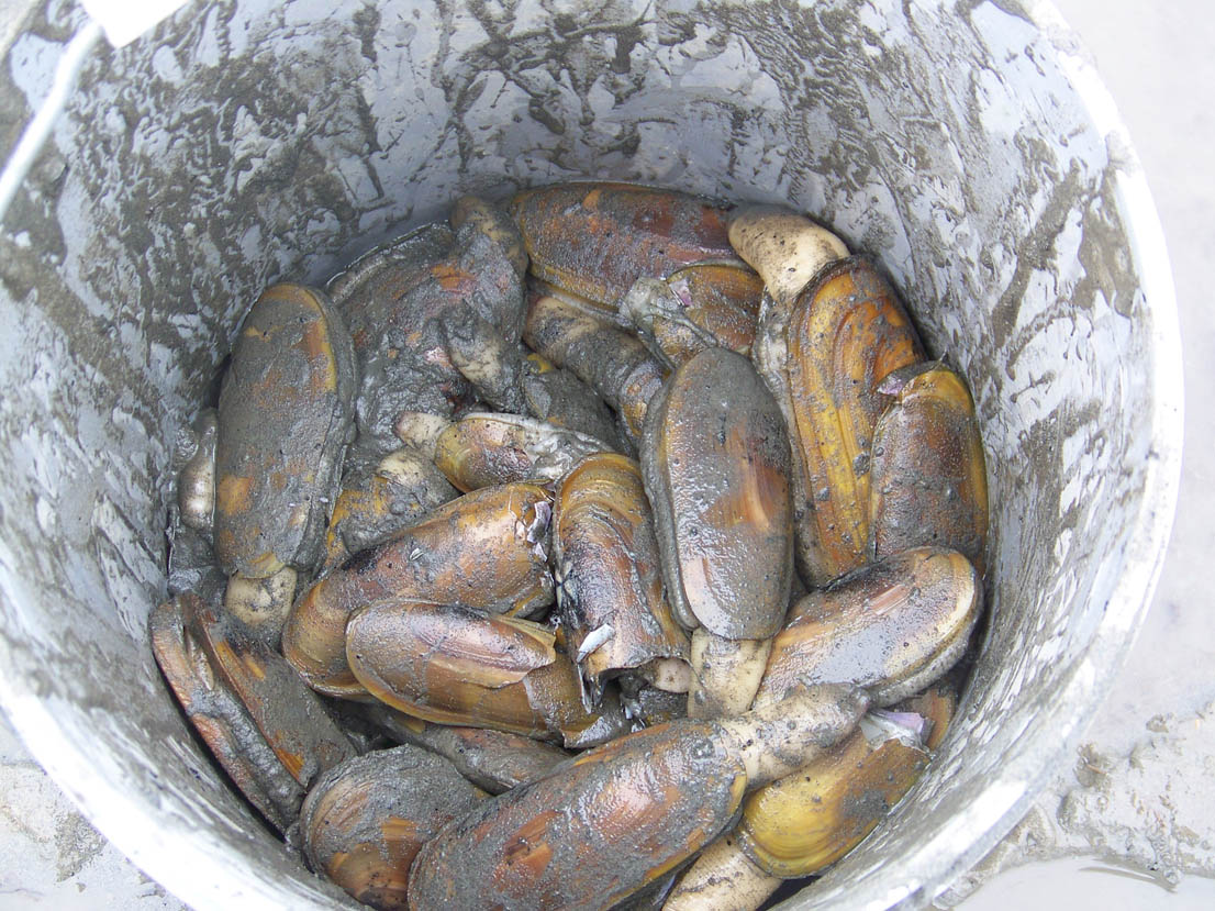 Razor clams in a bucket in 2008.-Homer News file photo