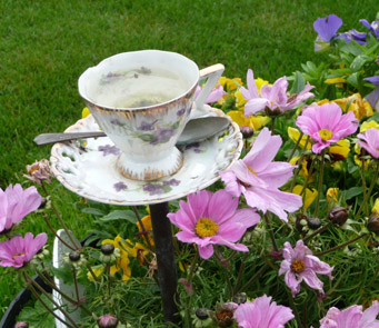 A teacup finds a perfect setting in the garden of Lynne and Bob Borland.-Photo provided
