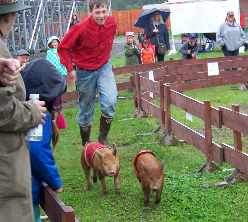 Pig wrangler Robert McGinnis encourages two members of the Kenai Peninsula Racing Pigs team to hurry along to the finish line during the 2013 fair. The pigs are a favorite of fair-goers.-Homer News file photo