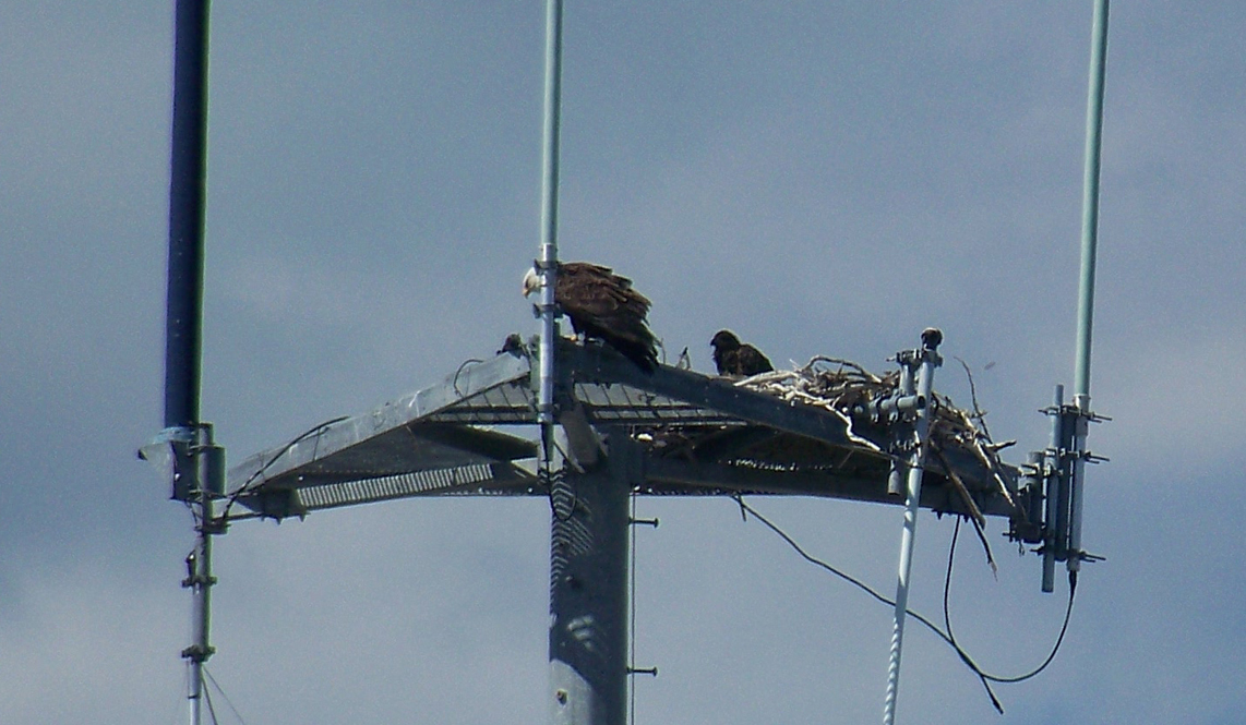 Eagles make themselves at home atop a cell tower.-Photo by McKibben Jackinsy, Homer News