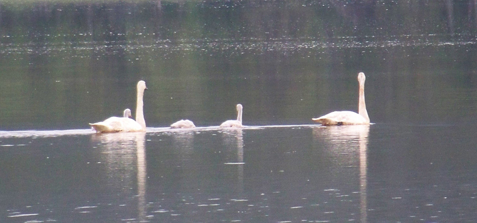 Swans glide across Beluga Lake.-Photo by McKibben Jackinsy, Homer News
