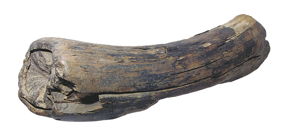 Radiocarbon dating, as well as the condition and location where this chunk of woolly mammoth was found, indicates it came from somewhere other than the Kenai Peninsula.         -Photo Provided