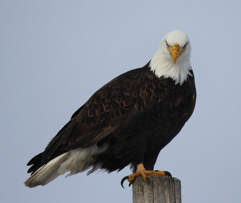 A bald eagle strikes a distinguished pose while sitting on a light pole near the Homer Spit Trail on Tuesday afternoon. Although feeding eagles is banned in Homer, bird watchers and photographers can still see eagles on the Spit.-Photo by McKibben Jackinsky, Homer News
