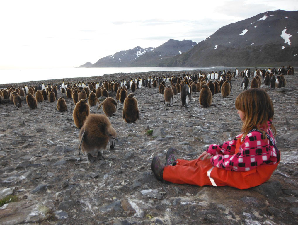 Eryn Field sits with a curious king penguin chick (a.k.a. “Oakum Boy”) and king penguin colony in January at St. Andrew’s Bay on South Georgia Island.-All images provided and taken by Carmen or Conrad Fields