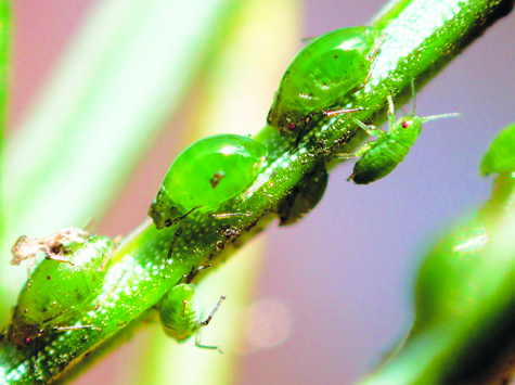Warm winters fuel outbreak of aphids