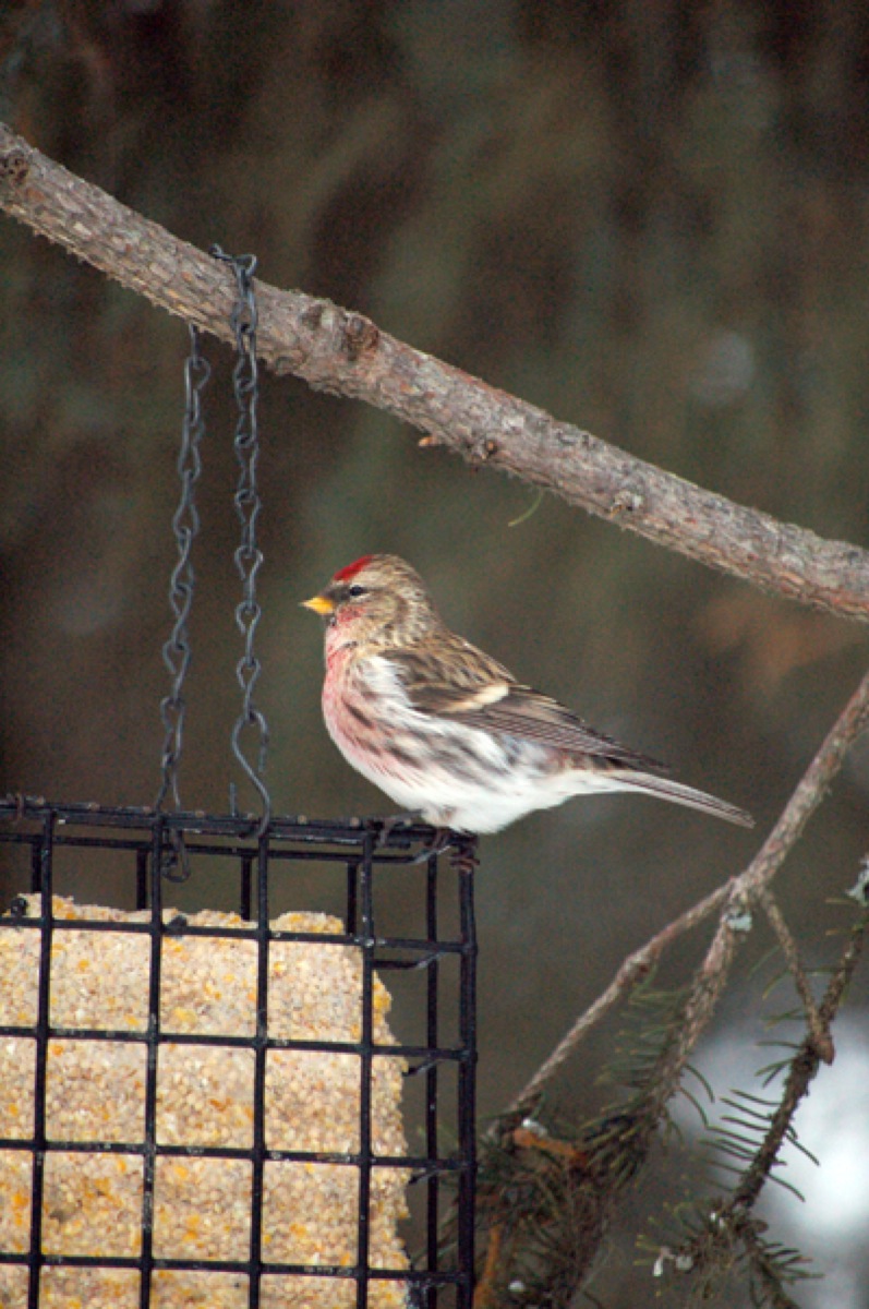 A common redpoll feeds at a suet block.-Photos by Michael Armstrong, Homer News