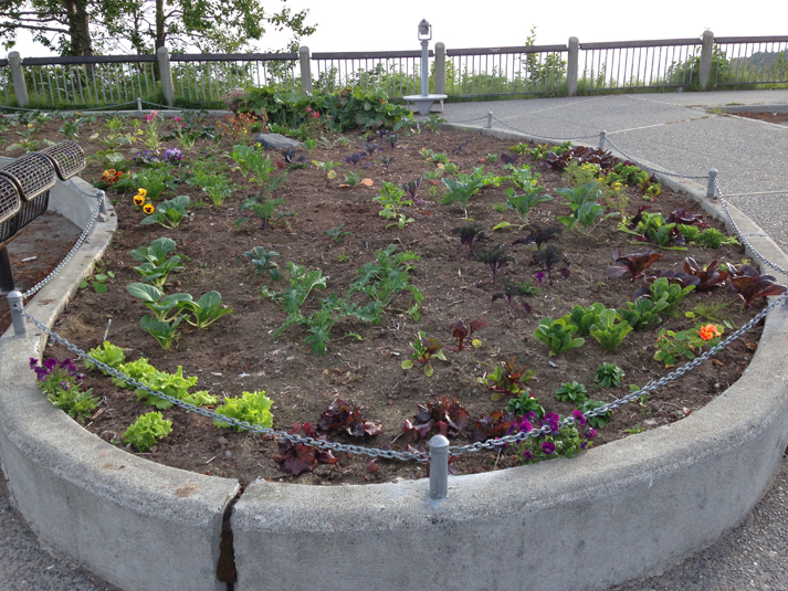 A garden at the Baycrest Hill viewpoint shows visitors some of Homer’s local foods.-Photo by Toni Ross