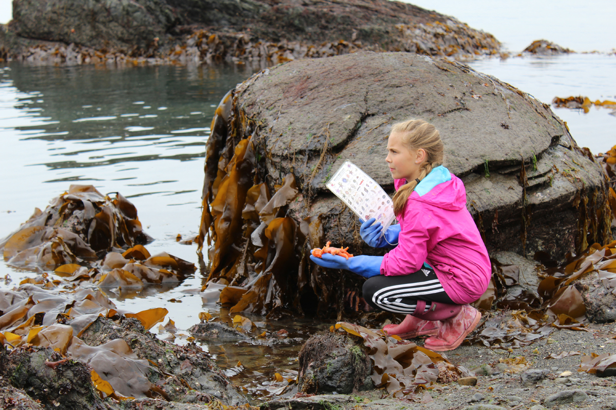 Willow Kitchens and Peterson Bay Field Station naturalist Caitlin Lenahan work together to identify a sea creature found on Otter Rock.-Photo by Anna Frost; Homer News