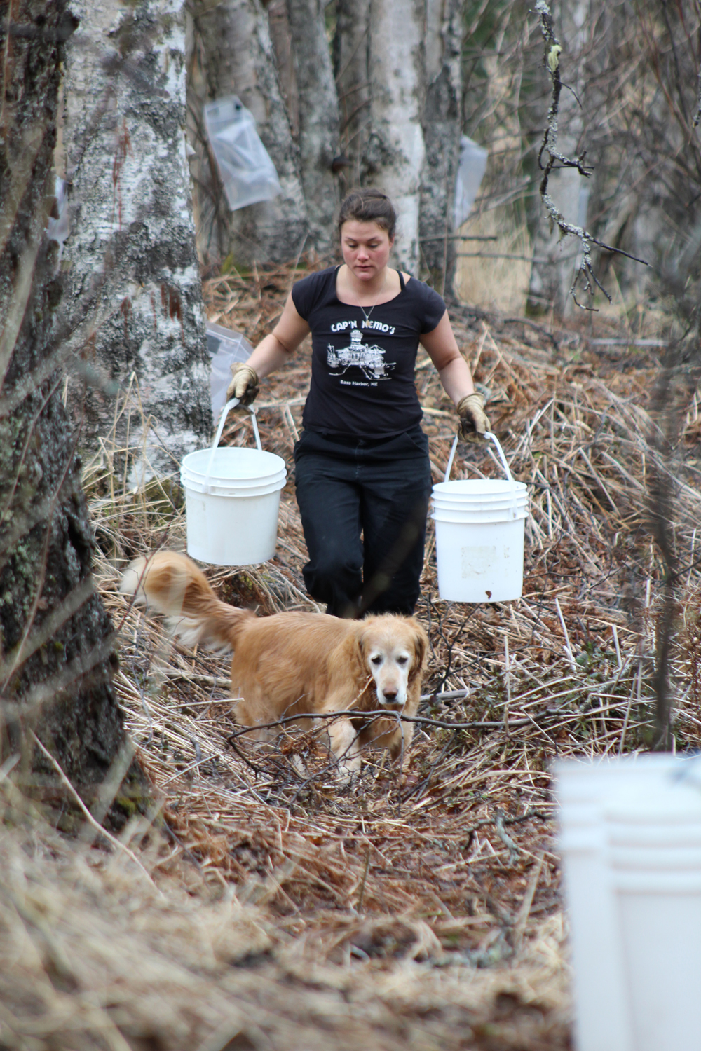 Anna Meredith’s golden retriever Ripley accompanies Chantrelle Cousins as she totes buckets of sap through the woods. Cousins is a friend of Meredith and Jake Beaudoin who helps collect sap from area birch trees to turn into syrup.-Photo by Anna Frost, Homer News