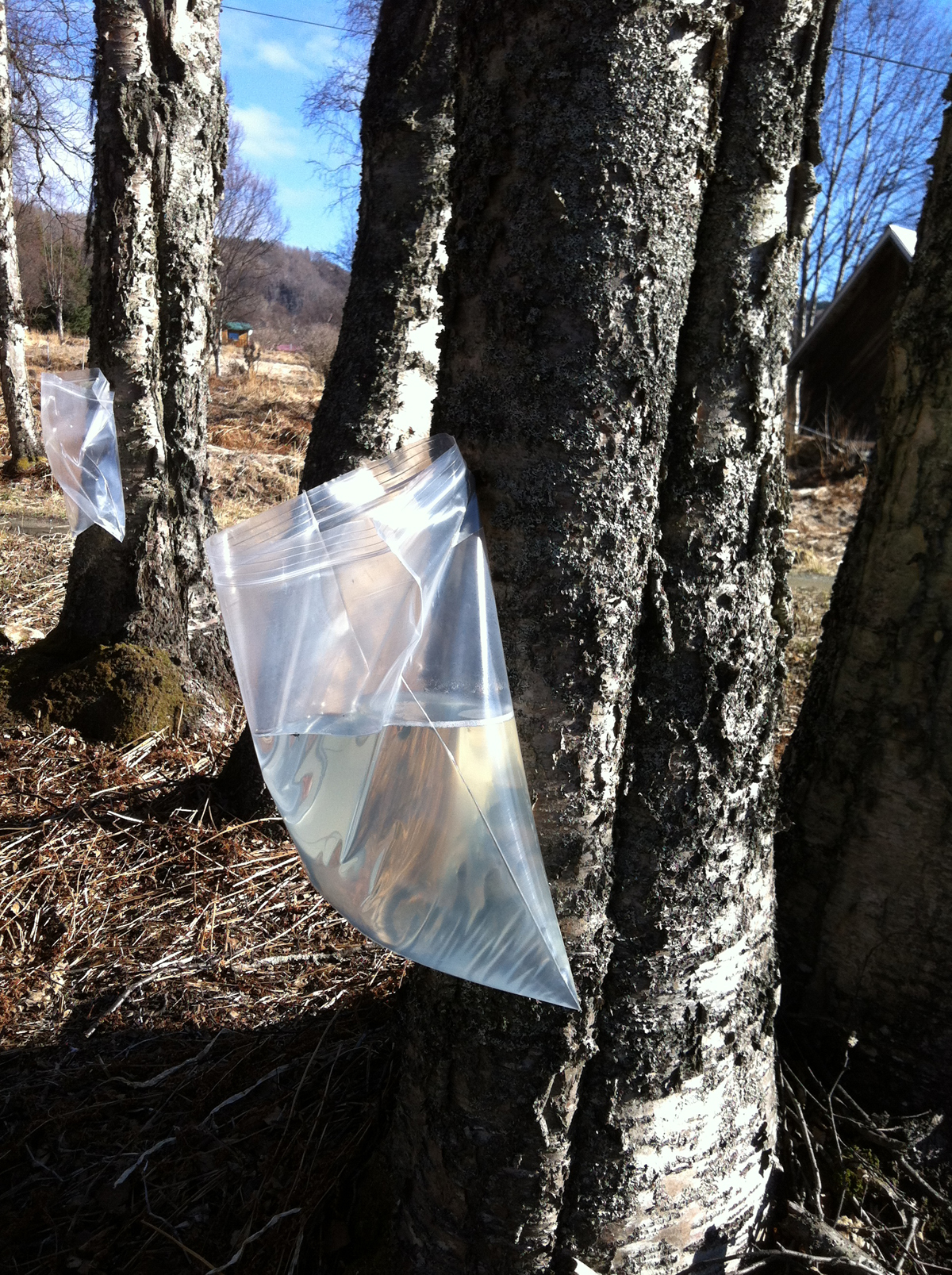Homer couple taps trees, turning sap into flavorful syrup